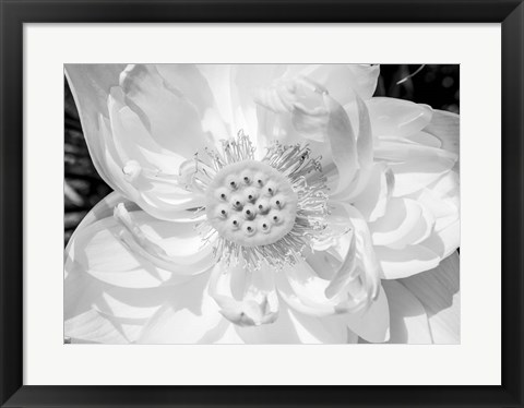 Framed Close-Up Of American White Waterlily Flower Print