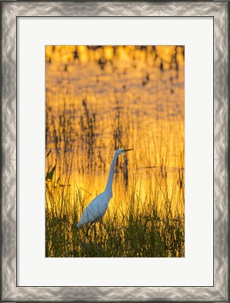 Framed Great Egret At Sunset, Viera Wetlands, Florida Print