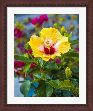 Framed Close-Up Of Hibiscus Flower Print