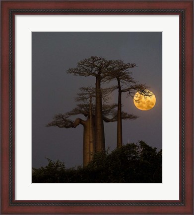 Framed Baobabs And Moon, Morondava, Madagascar Print