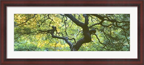 Framed Close Up Of Japanese Maple Branches, Portland Japanese Garden Print