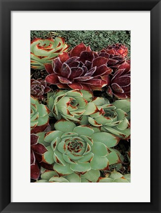 Framed Succulent Collection III Print