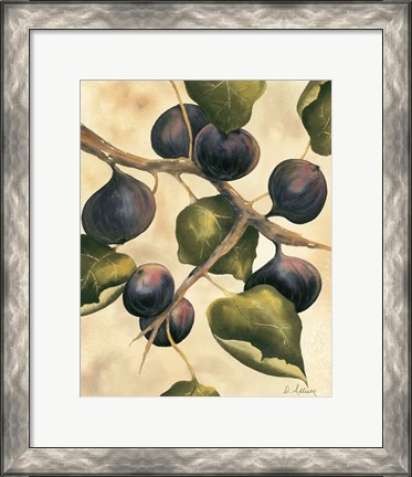 Framed Italian Harvest - Figs Print