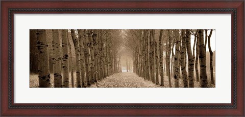 Framed Shimmering Forest Print