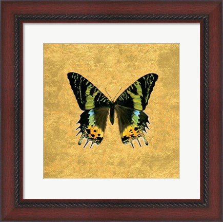 Framed Butterfly on Gold Print