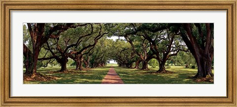 Framed Enchanted Oaks Print