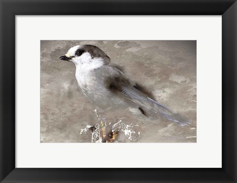 Framed Grey Jay I Print