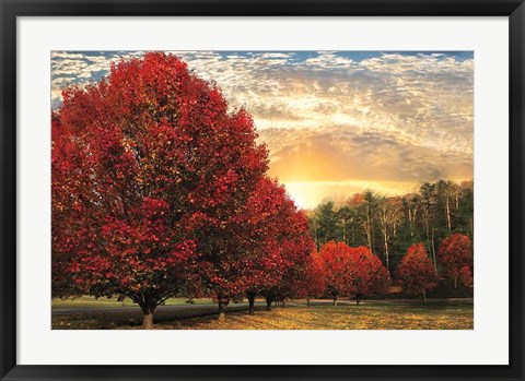 Framed Crimson Trees Print