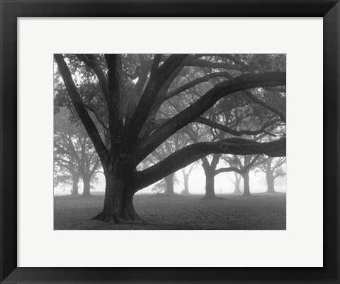 Framed Oak Grove in Fog (black &amp; white) Print