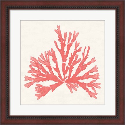 Framed Pacific Sea Mosses IV Coral Print