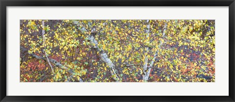 Framed Tree Panorama IV Print