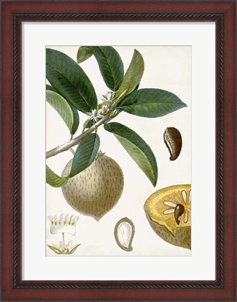 Framed Turpin Tropical Fruit I Print