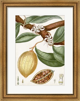 Framed Turpin Tropical Fruit II Print
