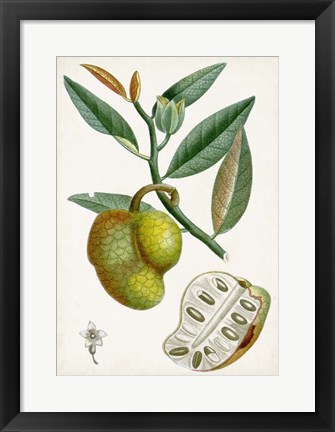 Framed Turpin Tropical Fruit III Print