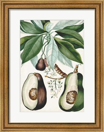 Framed Turpin Tropical Fruit V Print