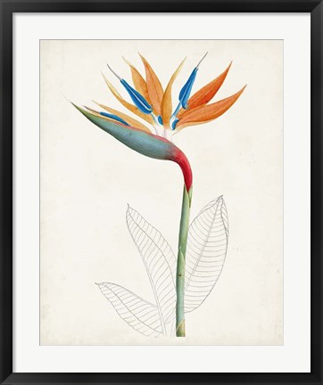 Framed Botanical of the Tropics IV Print