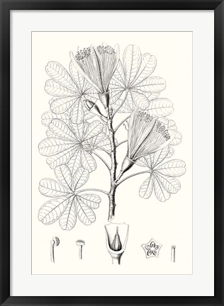 Framed Illustrative Leaves II Print