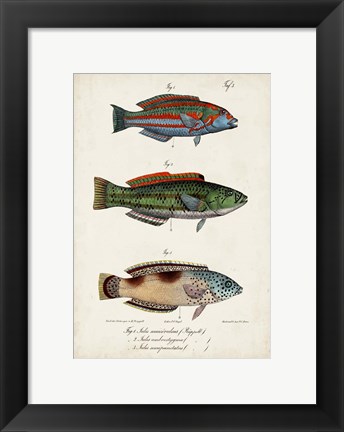 Framed Antique Fish Trio I Print