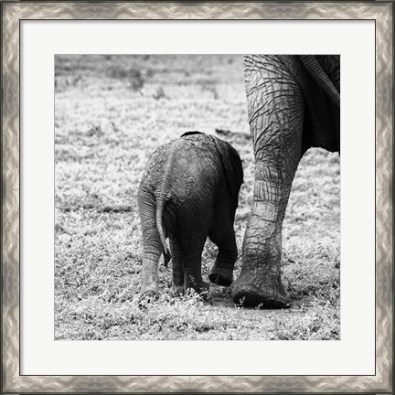 Framed Mama and Baby Elephant II Print