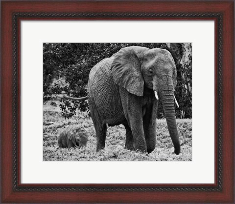 Framed Mama and Baby Elephant I Print