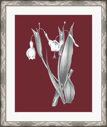 Framed Pomegranate Botanical II Print