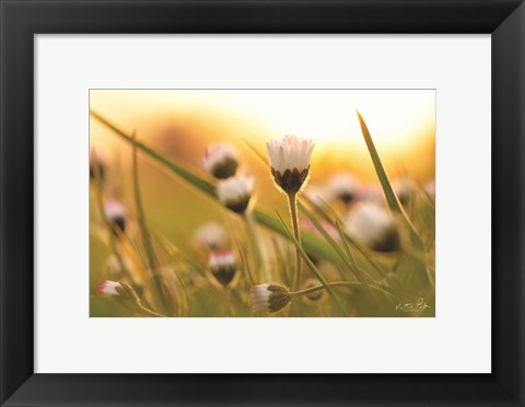Framed Daisy at Sunset Print