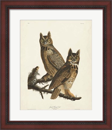 Framed Pl 61 Great Horned Owl Print