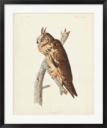 Framed Pl 383 Long-eared Owl Print
