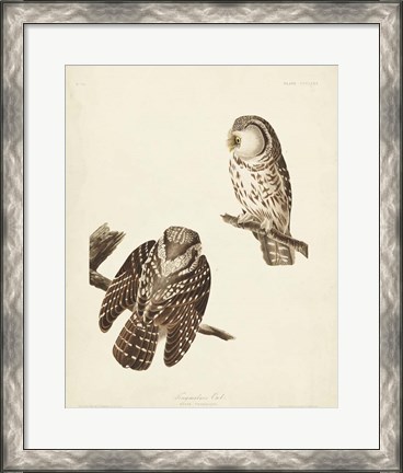 Framed Pl 380 Tengmalm&#39;s Owl Print