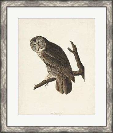 Framed Pl 351 Great Cinereous Owl Print