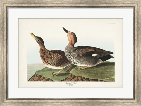 Framed Pl 348 Galdwell Duck Print