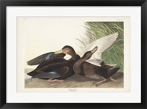 Framed Pl 302 Dusky Duck Print