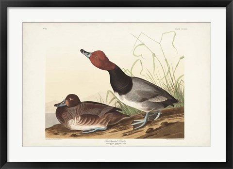 Framed Pl 322 Red-headed Duck Print