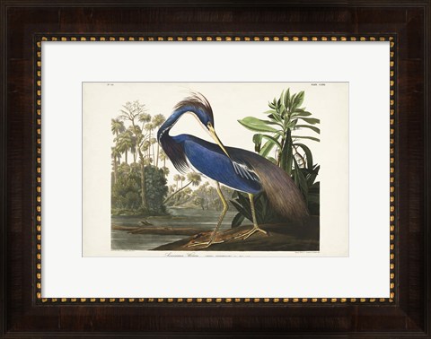 Framed Pl 217 Louisiana Heron Print