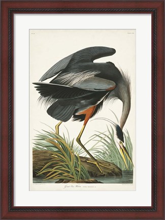 Framed Pl 211 Great Blue Heron Print