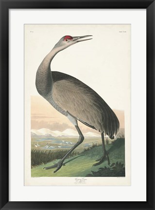 Framed Pl 261 Hooping Crane Print