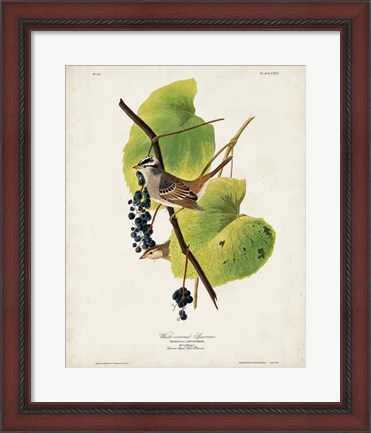 Framed Pl 114 White-crowned Sparrow Print