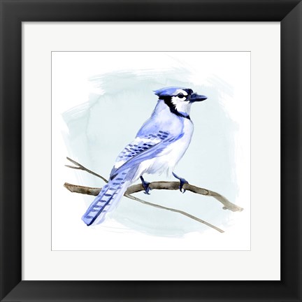 Framed Coastal Blue Jay I Print