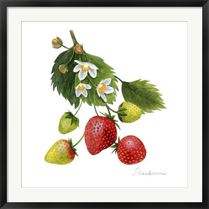 Framed Strawberry Study I Print