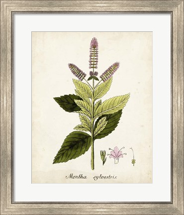 Framed Antique Herb Botanical VI Print