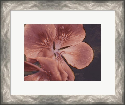 Framed Garden Geraniums I Print