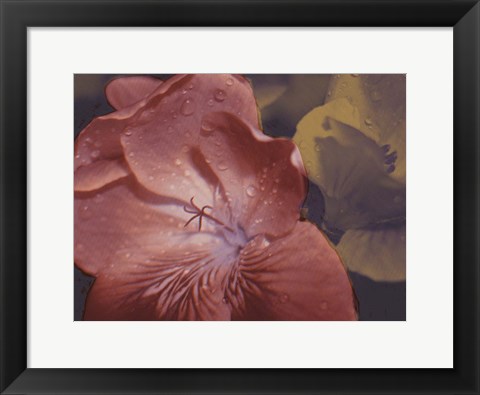 Framed Garden Geraniums II Print