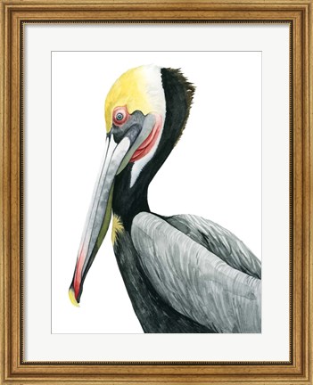 Framed Watercolor Pelican II Print