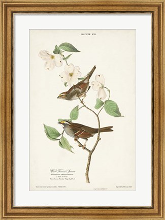 Framed Pl.8 White-throated Sparrow Print