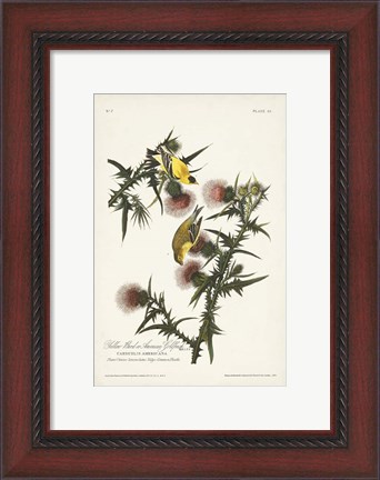 Framed Pl. 33 American Gold Finch Print