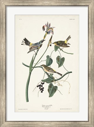 Framed Pl. 153 Yellow-rump Warbler Print