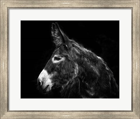 Framed Donkey Portrait I Print