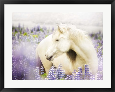 Framed Horse in Lavender III Print