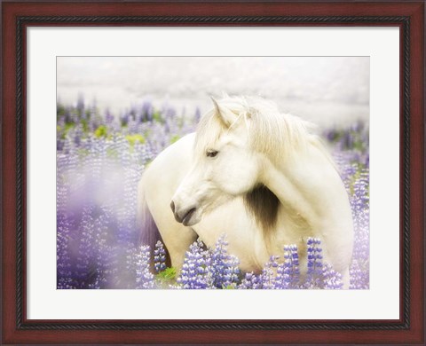Framed Horse in Lavender III Print