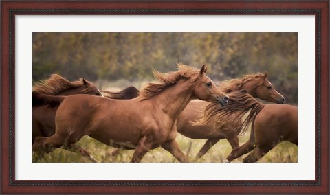 Framed Horse Run VI Print